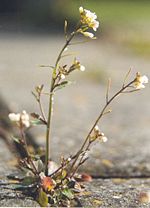 Arabidopsis thaliana. This flowering plant has been a model system for most of plant molecular studies